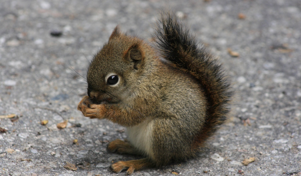 Маленькая белочка держит еду в лапках