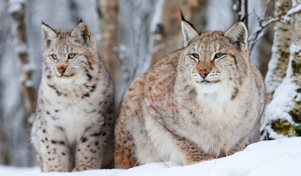 Рысь с детёнышем