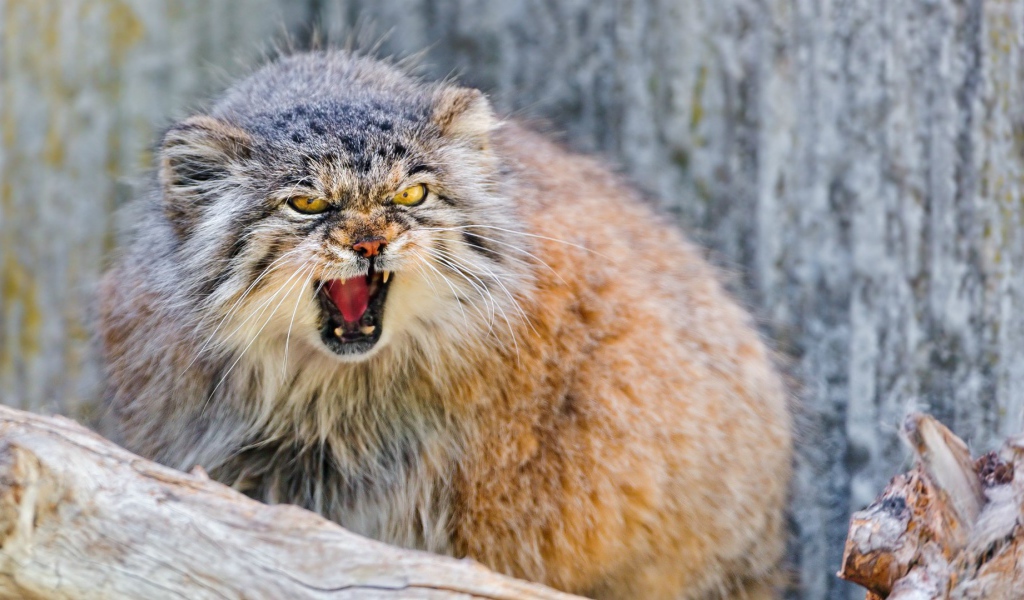 Манул в ярости