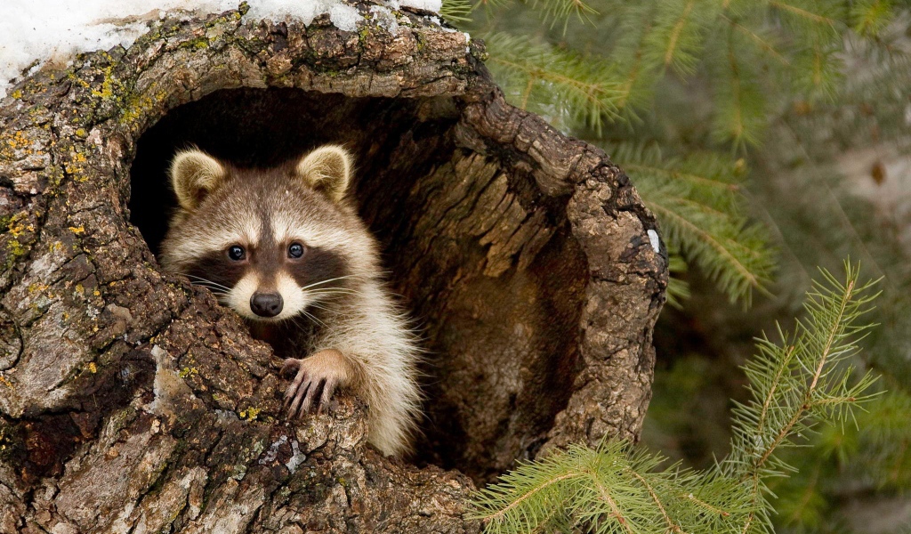 Енот-полоскун прячется в коре дерева