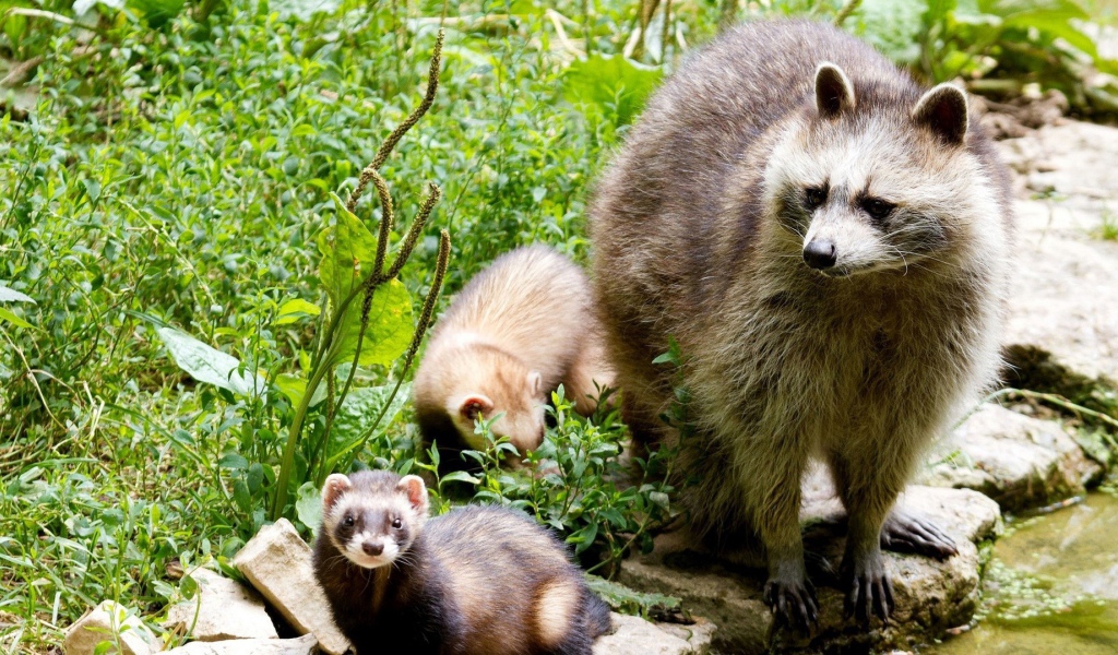 Енот-полоскун со своими детенышами