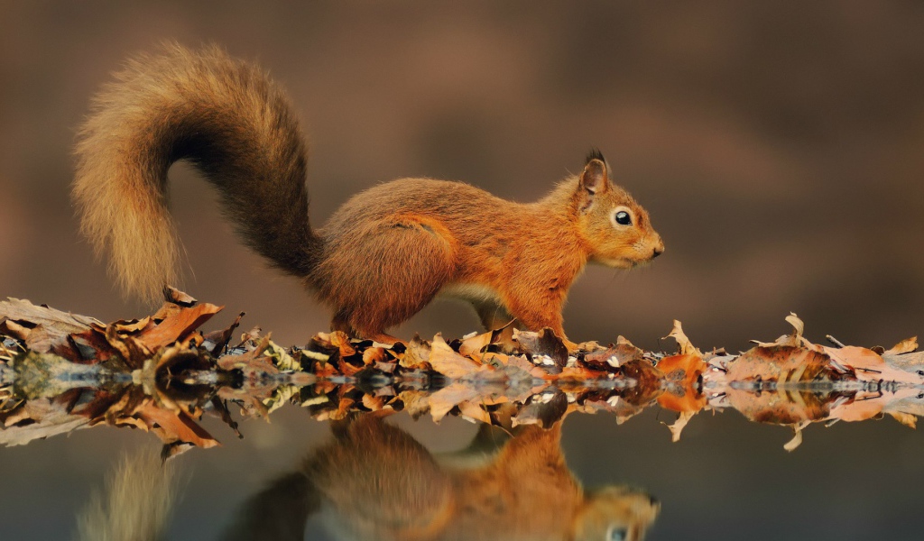 Рыжая белка на берегу пруда