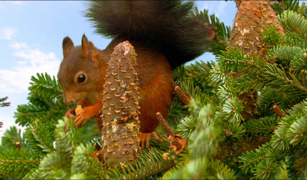 Белка собирает шишки на ёлке
