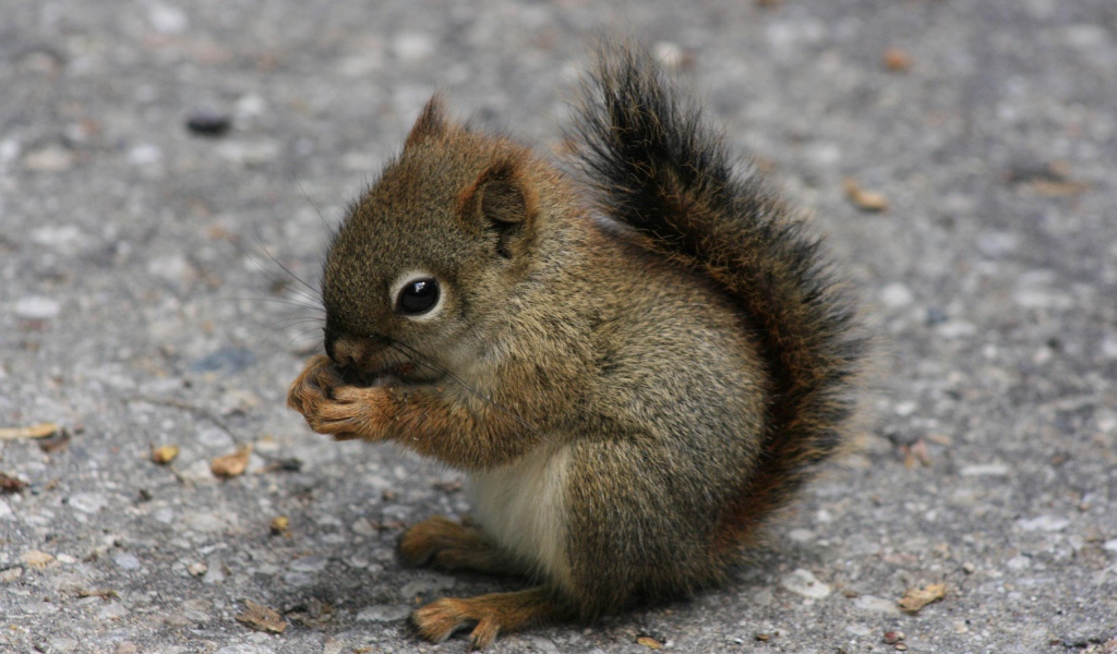 Бельчонок ест орех