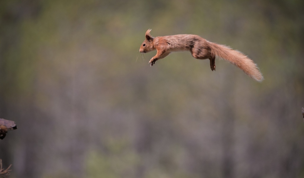 Белка летит с ветки на ветку