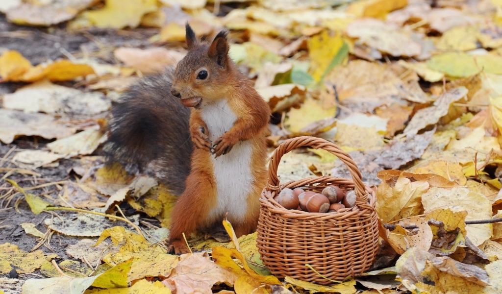 Белка у корзины с орехами