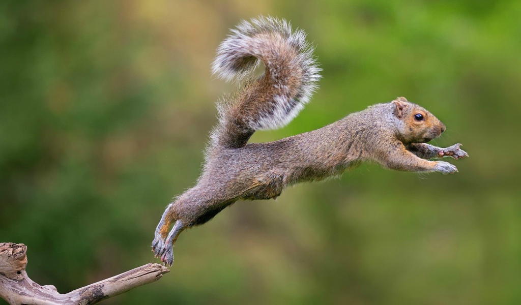 Белка совершает прыжок