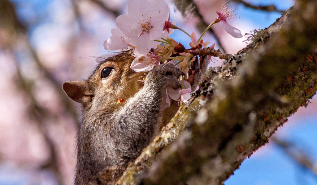 Белка на цветущем дереве