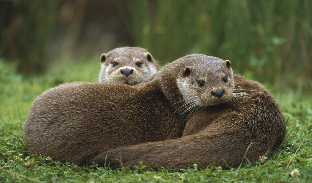 Две выдры лежат на траве