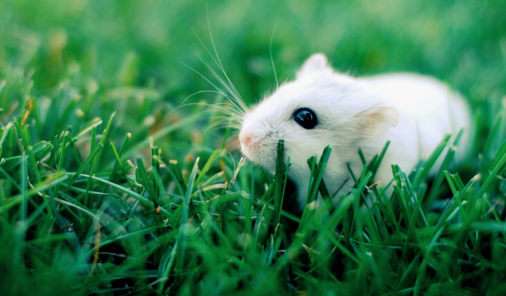 Белый хомяк в траве