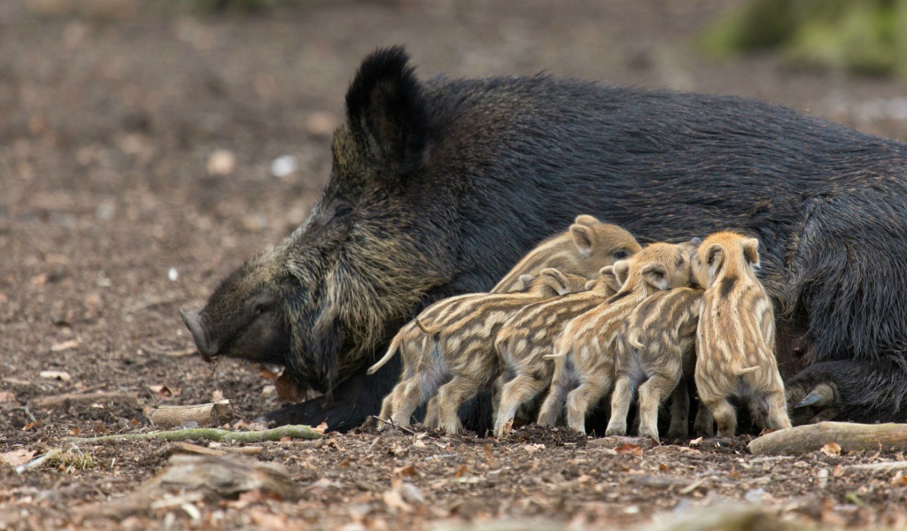 Дикие поросята с мамой