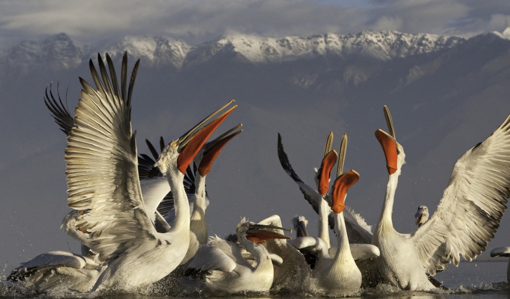 Стайка пеликанов на фоне гор