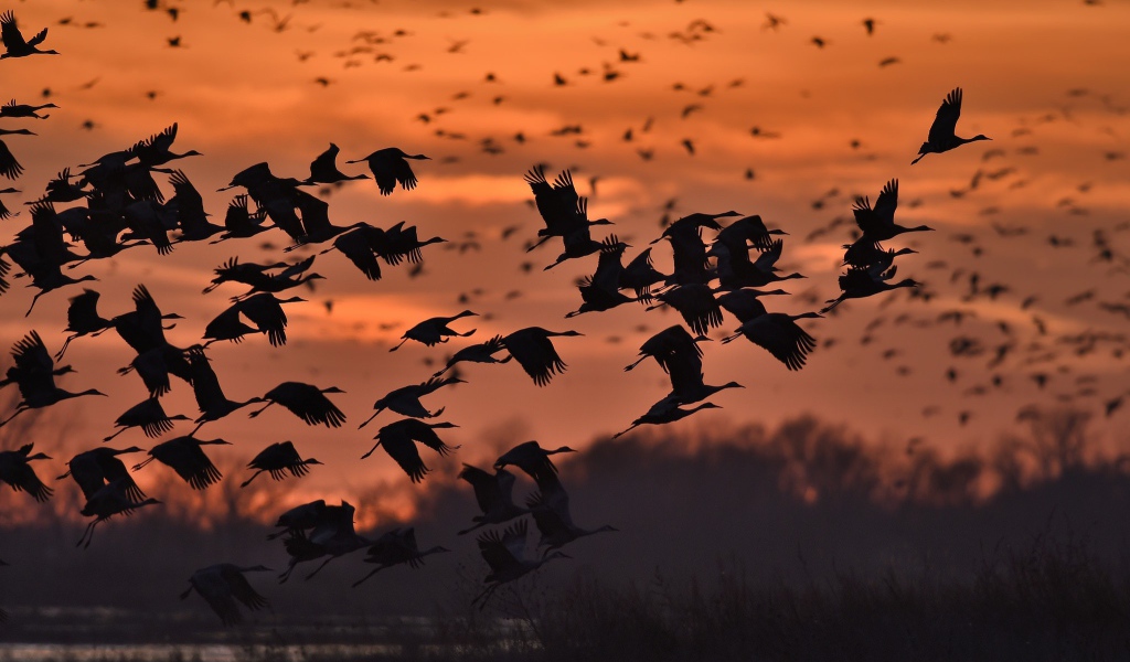 Стая диких уток на фоне заката