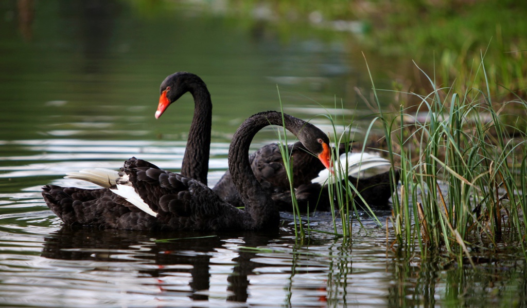 Пара черных лебедей в камышах у берега