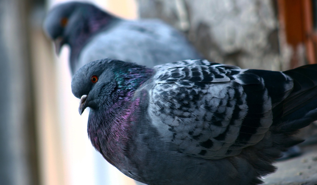 Пара сизых городских голубей
