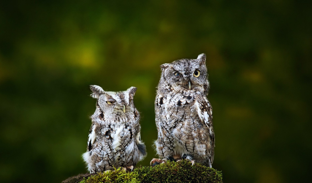 Пара взлохмаченных сов
