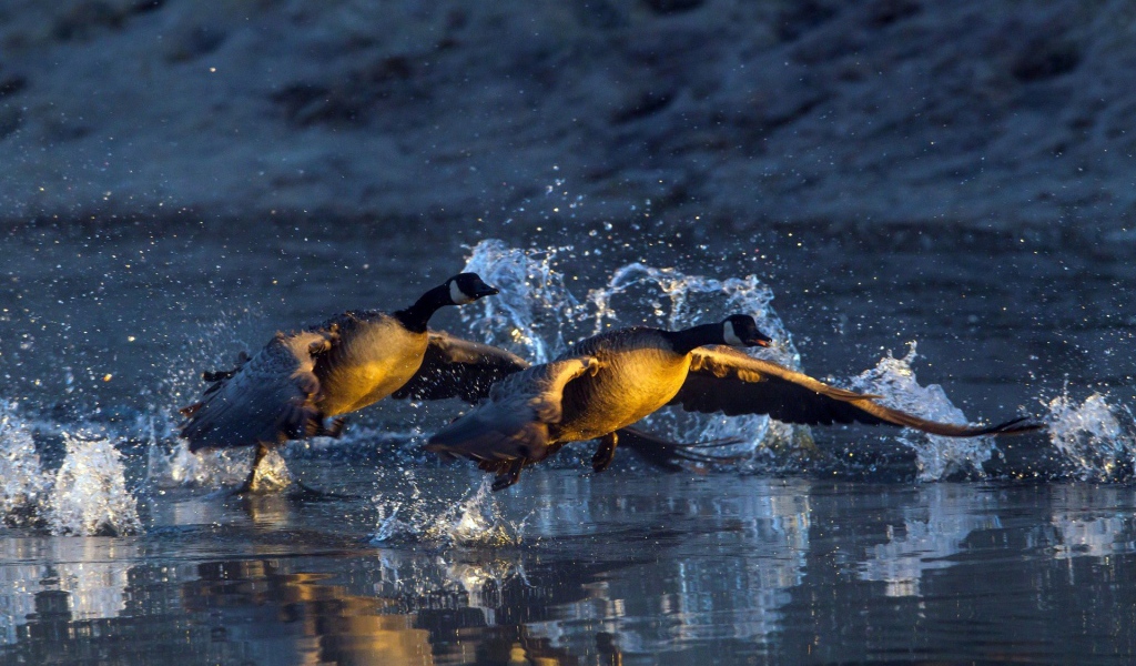 Пара уток взлетает с озера