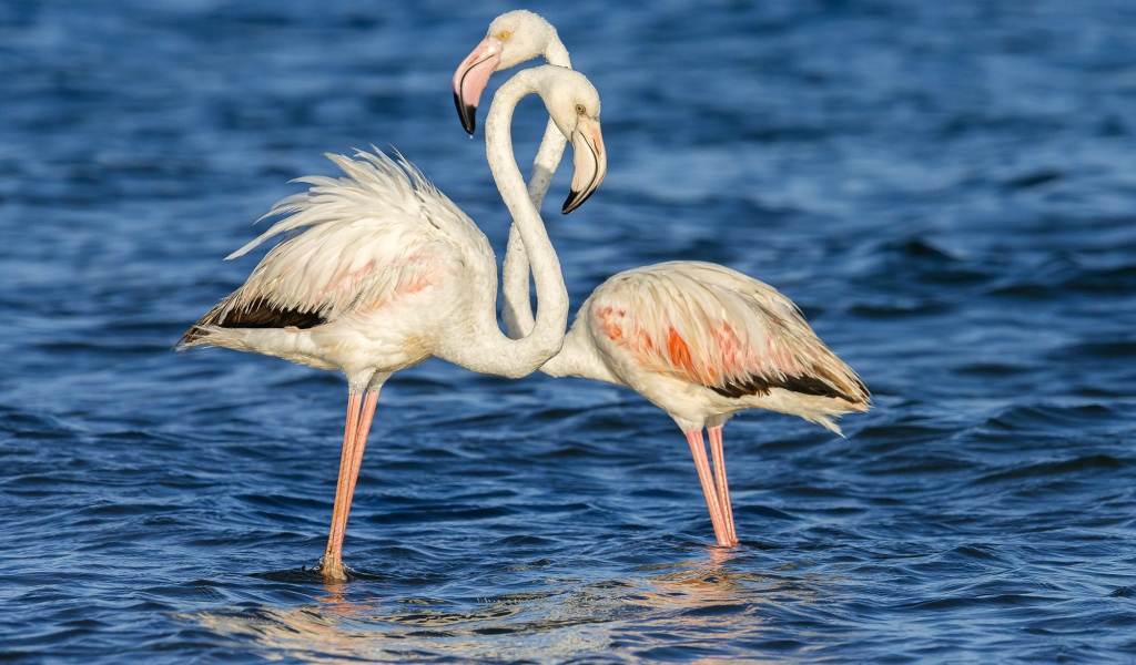 Пара фламинго стоят в воде