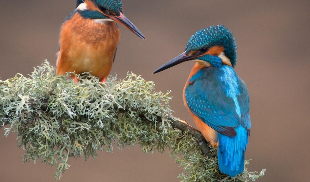 Пара зимородков вьет гнездо