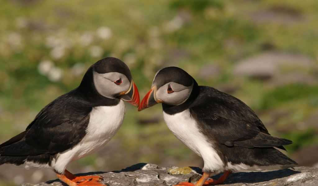 Пара милых птиц тупиков