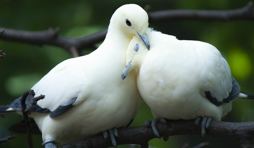 Пара милых белых голубей