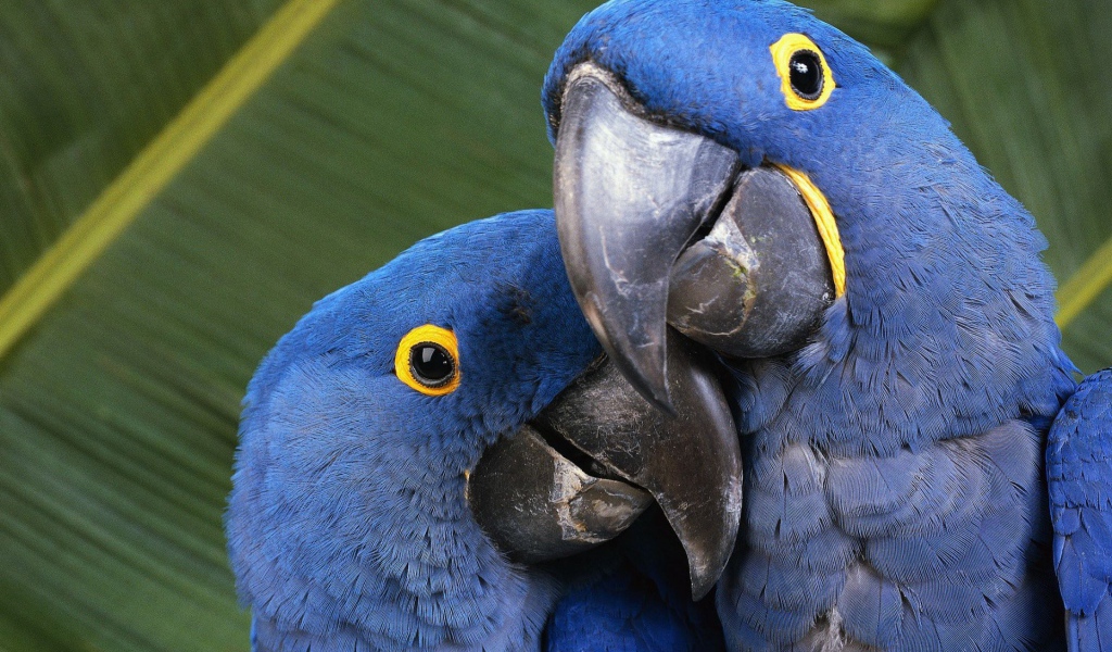 Пара попугаев с голубыми перьями