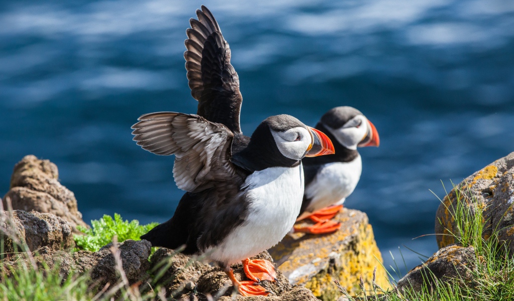 Пара тупиков на камне