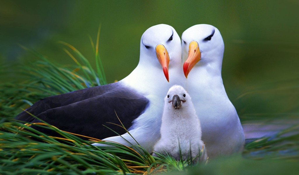 Пара чаек с птенцом в гнезде