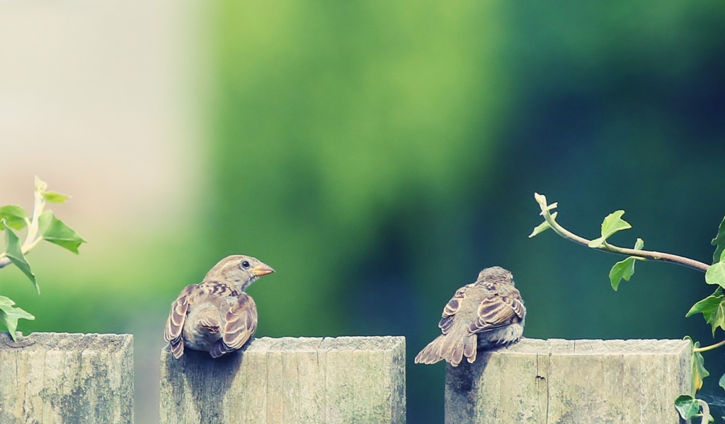 Пара воробьев на деревянном заборе