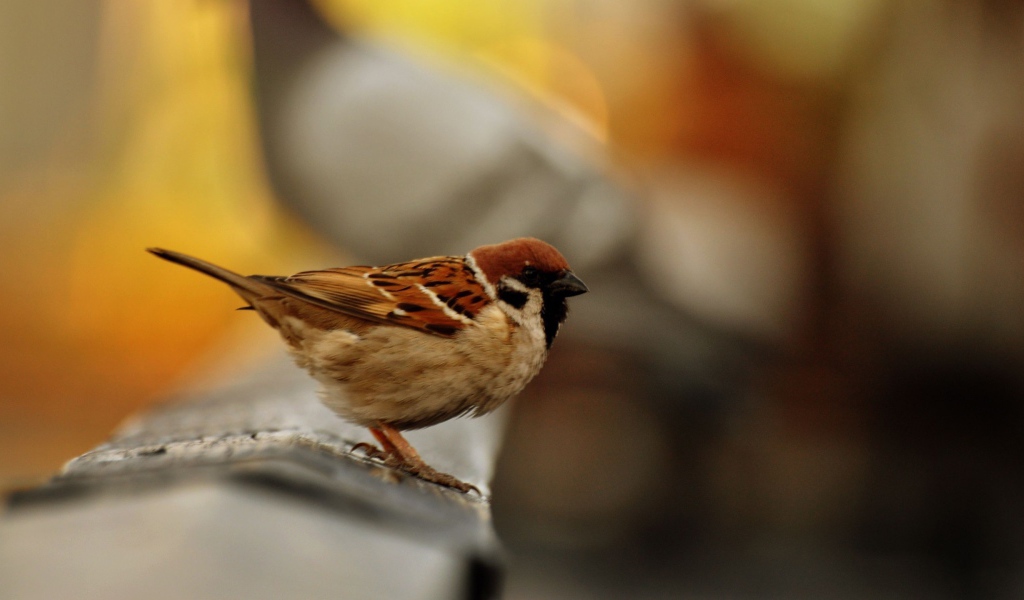 Обыкновенный городской воробей