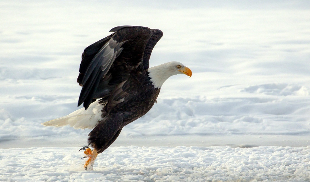 Белоголовый орлан садится на снег