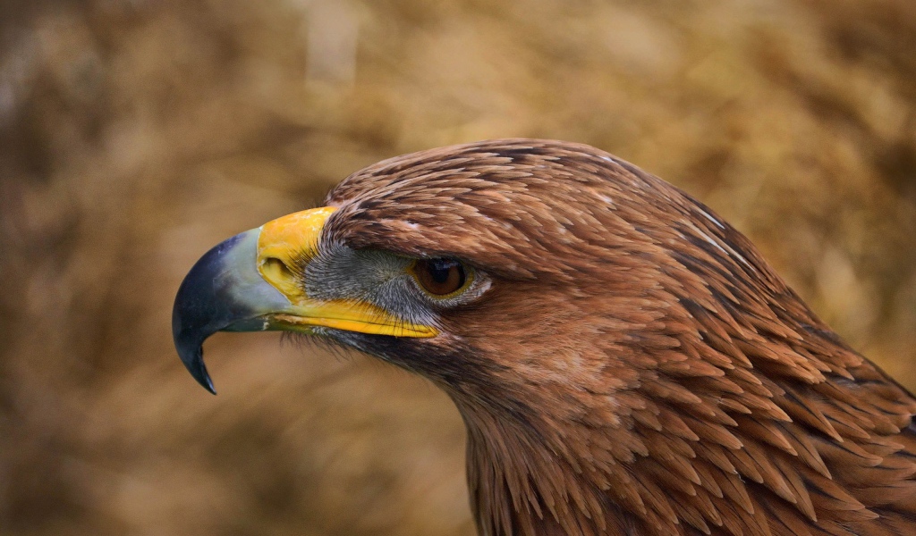 Клюв коричневого орла