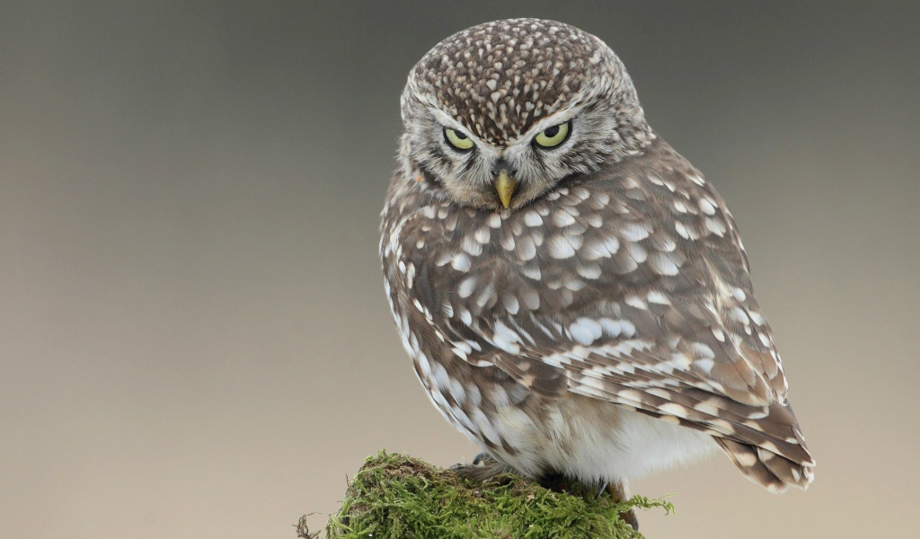 Красивая и серьёзная сова