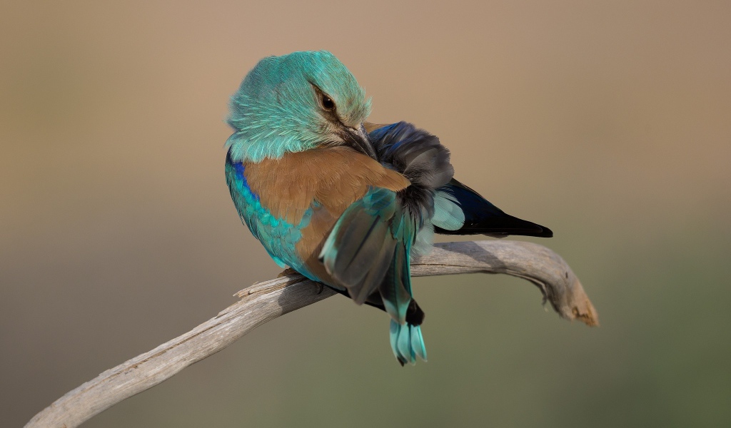 Красивая птица чистит свои перья