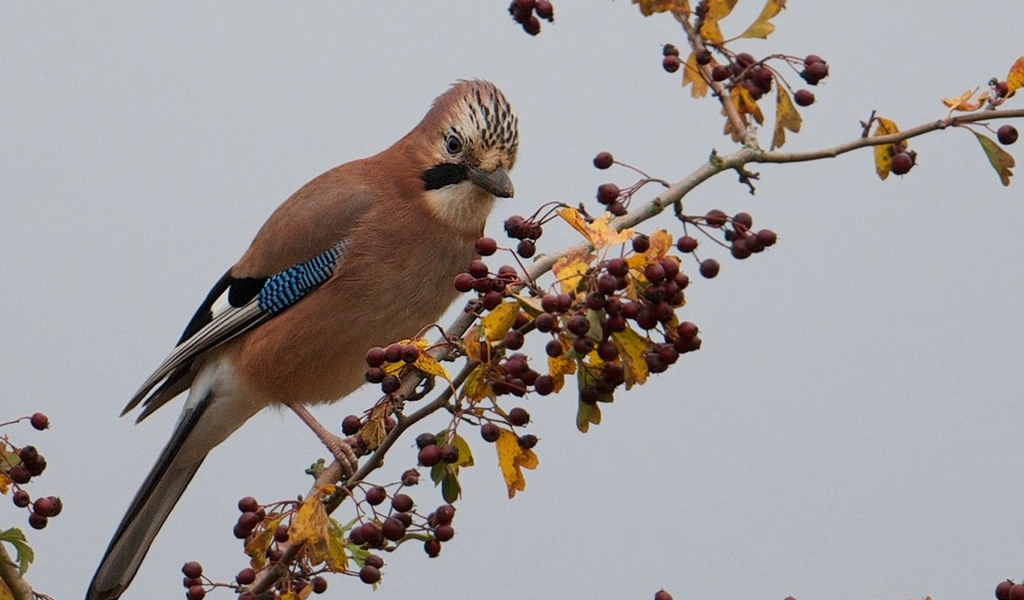 Красивая коричневая птица на ветке с ягодами