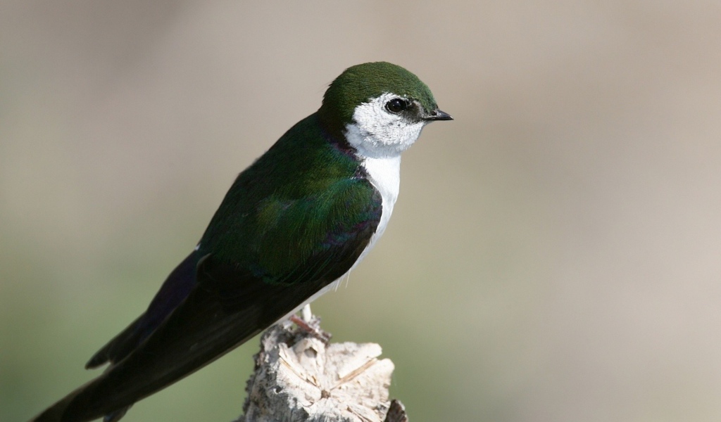 Красивая темно зеленая птица