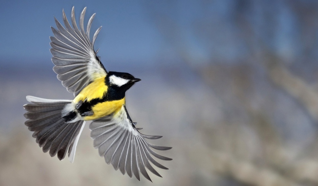 Красивое фото синицы
