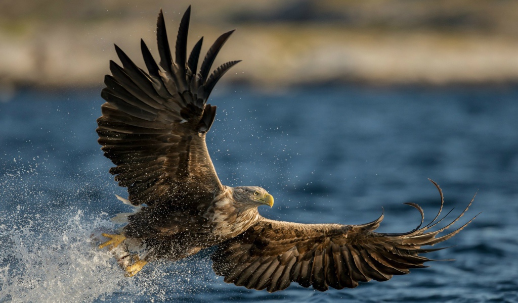 Птица Орлан-белохвост
