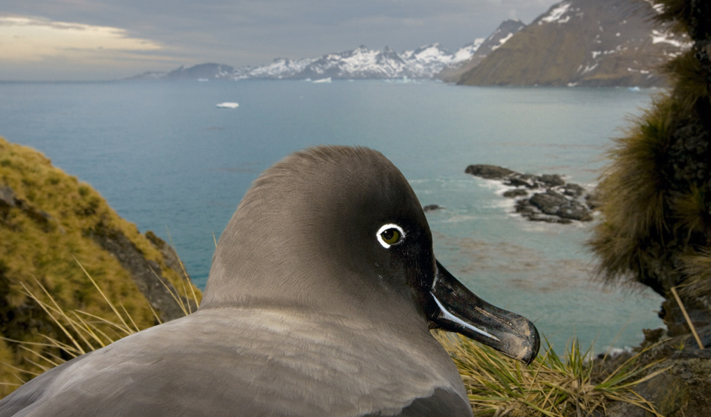 Птица в гнезде 2