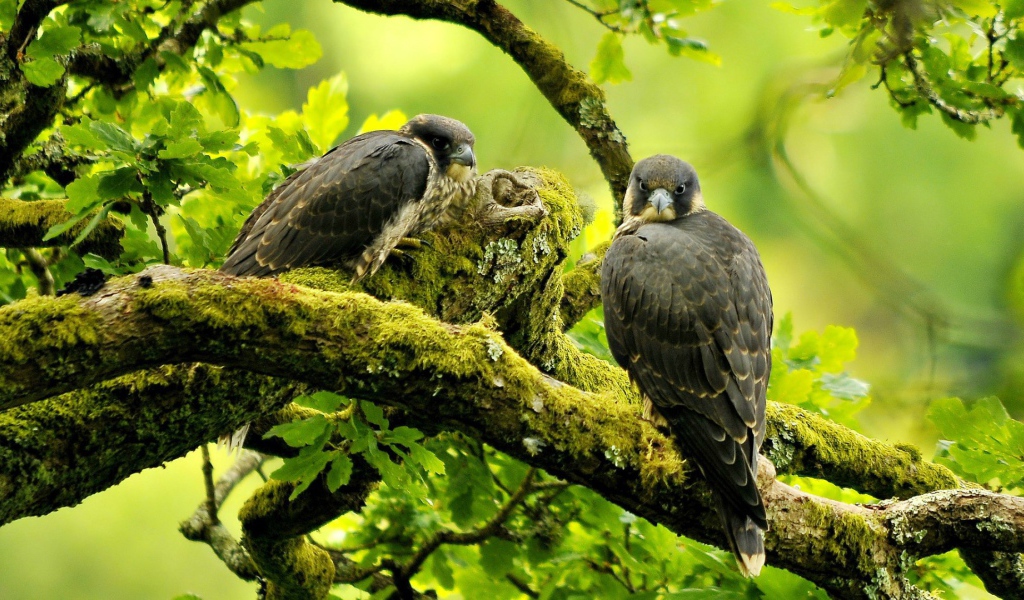 Хищная птица сапсан