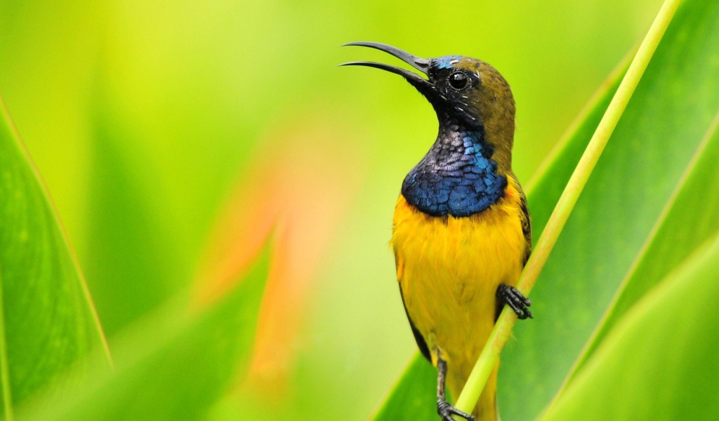 Птичка нектарница на фоне зелени