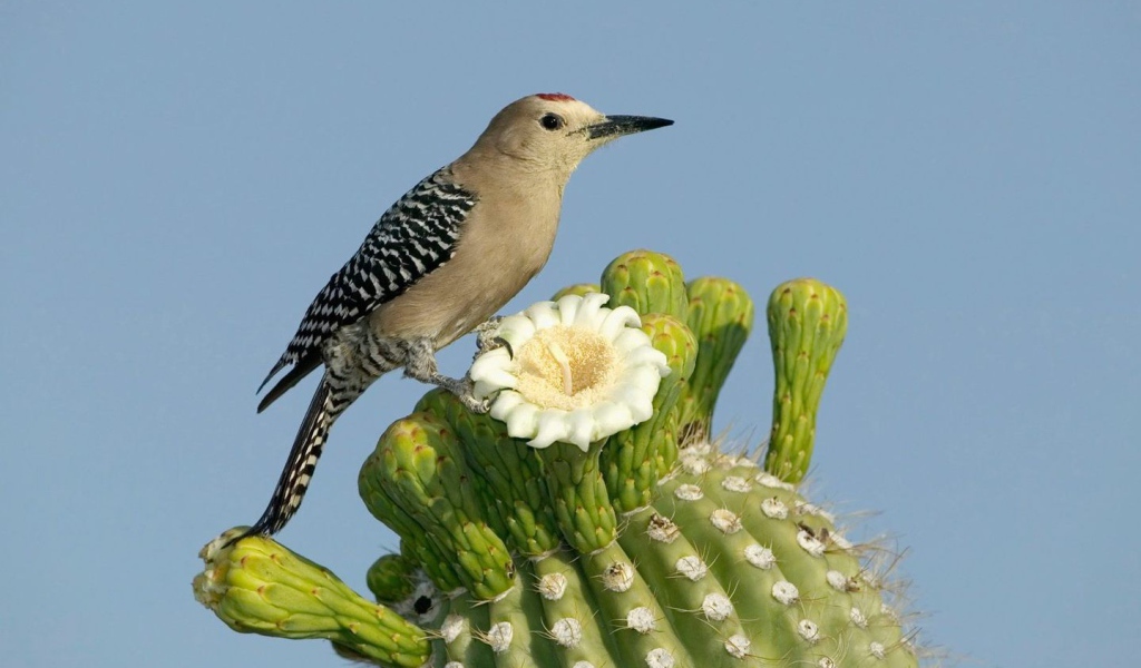 Птица на цветущем кактусе