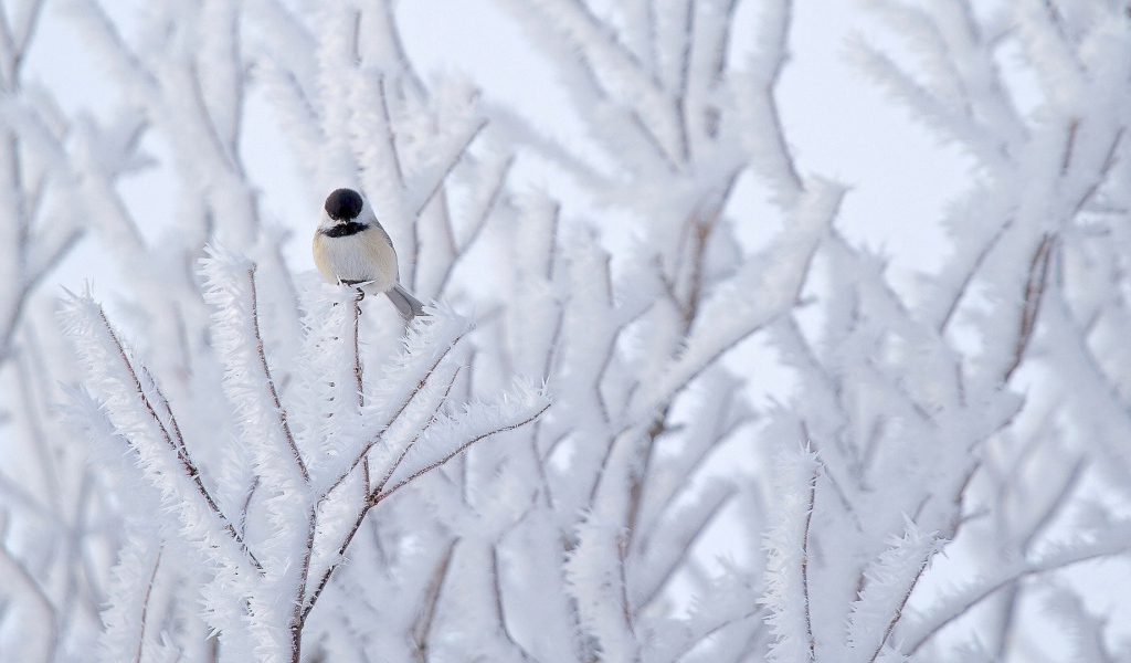 Птичка на покрытой инеем ветке