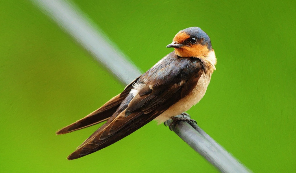 Птица на зеленом фоне