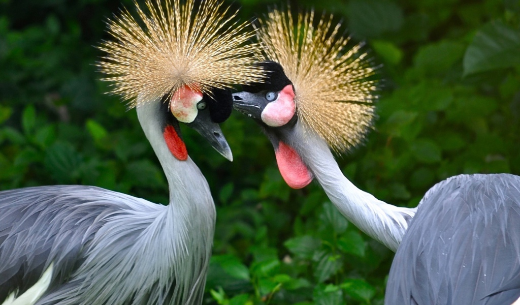 Птицы семейства журавлиных