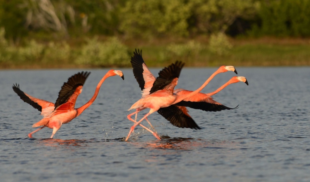 Птицы фламинго с черными крыльями