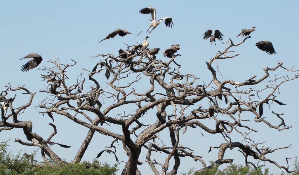 Птицы падальщики на ветвях сухого дерева
