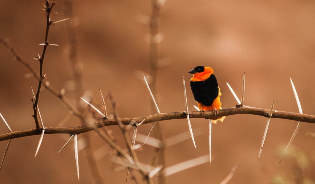 Черно оранжевая птица на колючей ветке