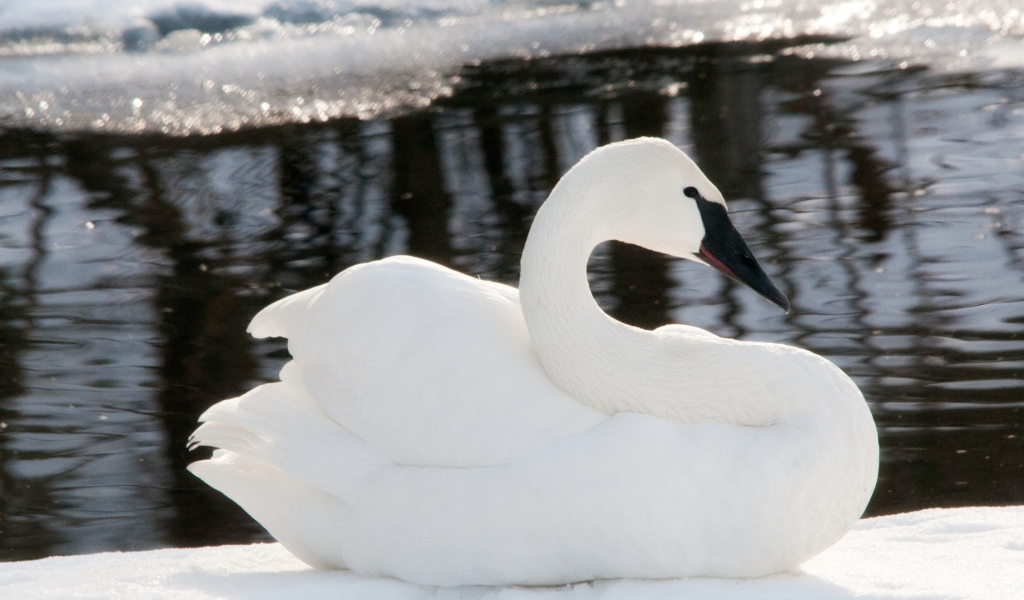 Черноклювый лебедь у воды