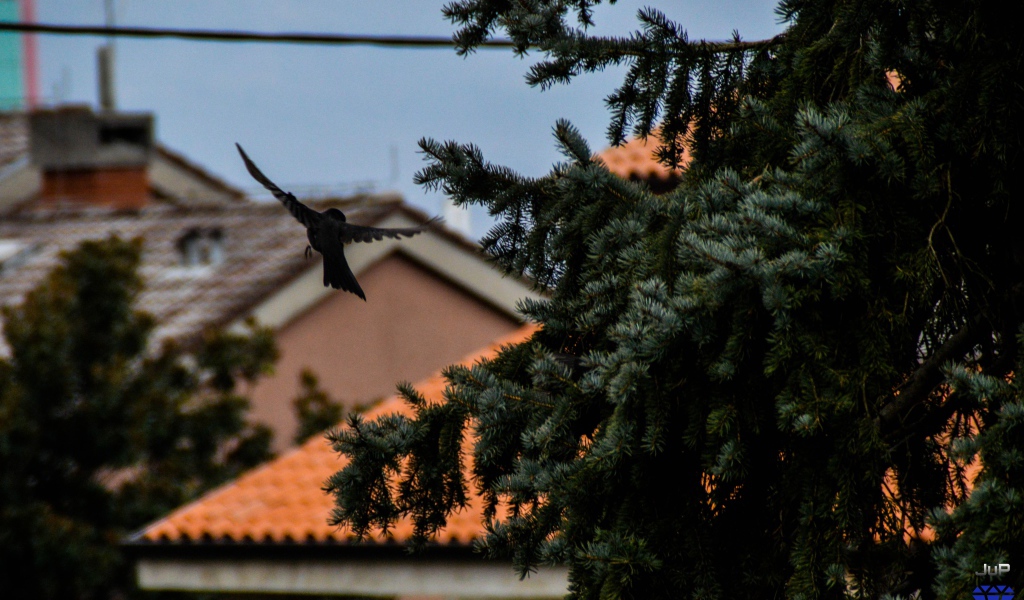 Черная птица в полете